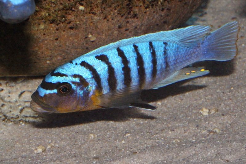 Maylandia fainzilberi 'Hora Mhango'